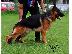 PoulaTo: Cane Corso καθαροαιμα 6979314054 ΑΘΗΝΑ-ΘΕΣΣΑΛΟΝΙΚΗ- ΚΡΗΤΗ 6979314054...